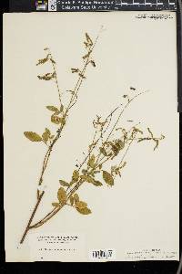 Desmodium tortuosum image