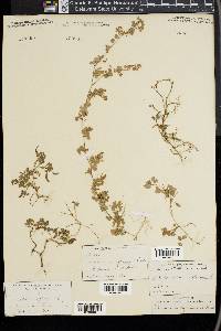 Desmodium triflorum image