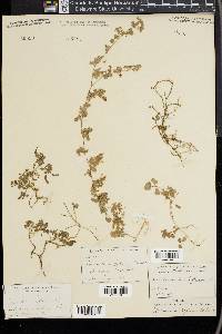 Desmodium triflorum image