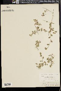 Desmodium triflorum image