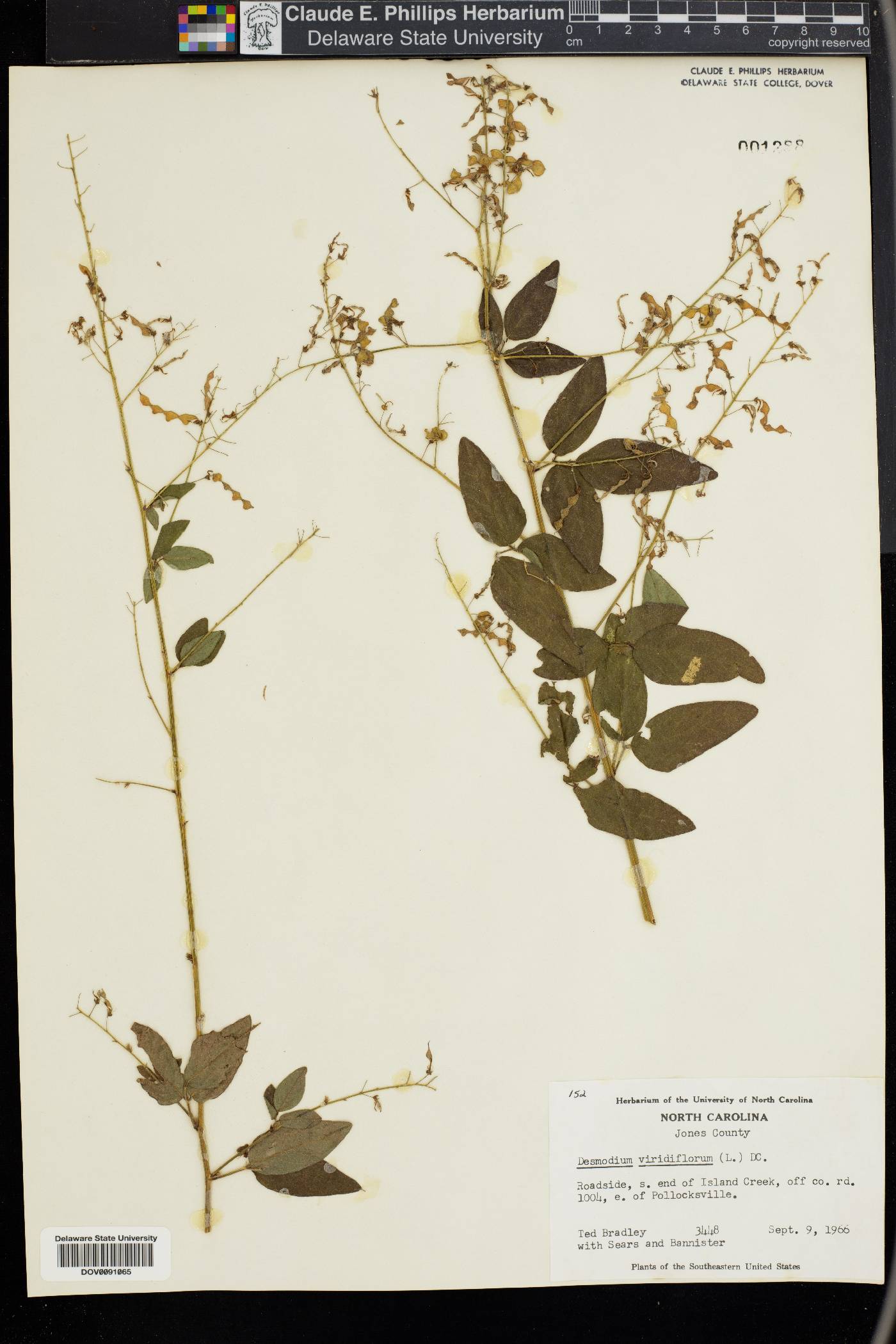 Desmodium viridiflorum image