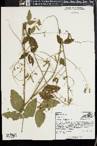 Desmodium viridiflorum image