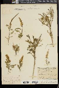 Eysenhardtia amorphoides image