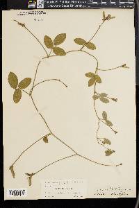 Galactia mollis image