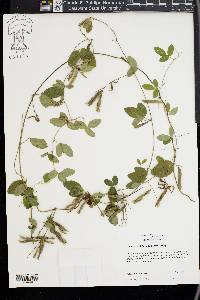 Galactia volubilis image
