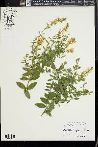 Genista tinctoria image