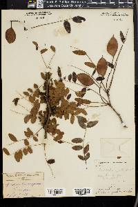 Gleditsia aquatica image