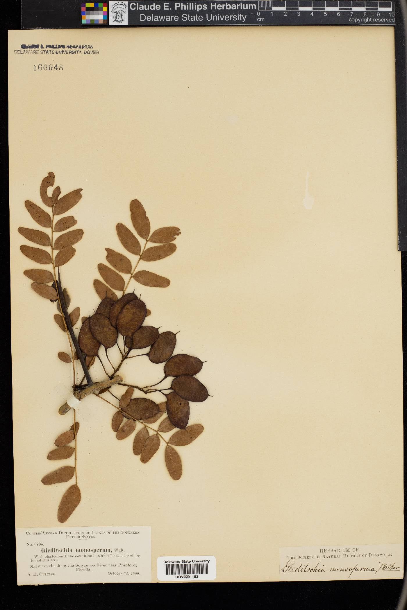 Gleditsia monosperma image