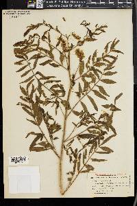 Glycyrrhiza lepidota image