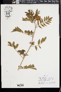 Glycyrrhiza lepidota image