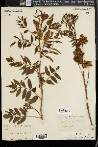 Glycyrrhiza lepidota image