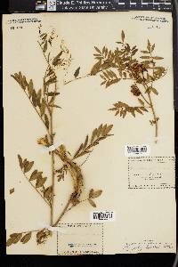 Glycyrrhiza lepidota image