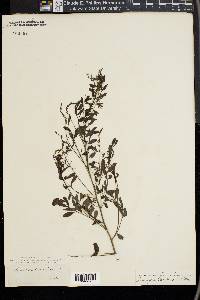 Indigofera caroliniana image