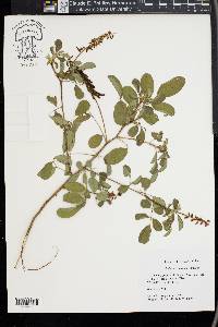 Indigofera hirsuta image