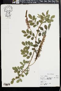 Indigofera hirsuta image