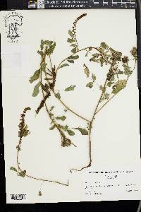 Indigofera hirsuta image