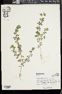 Kummerowia stipulacea image