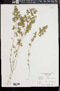 Kummerowia stipulacea image