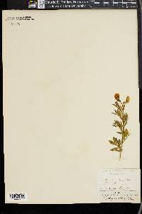 Lathyrus pannonicus image