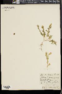Lathyrus blepharicarpus image