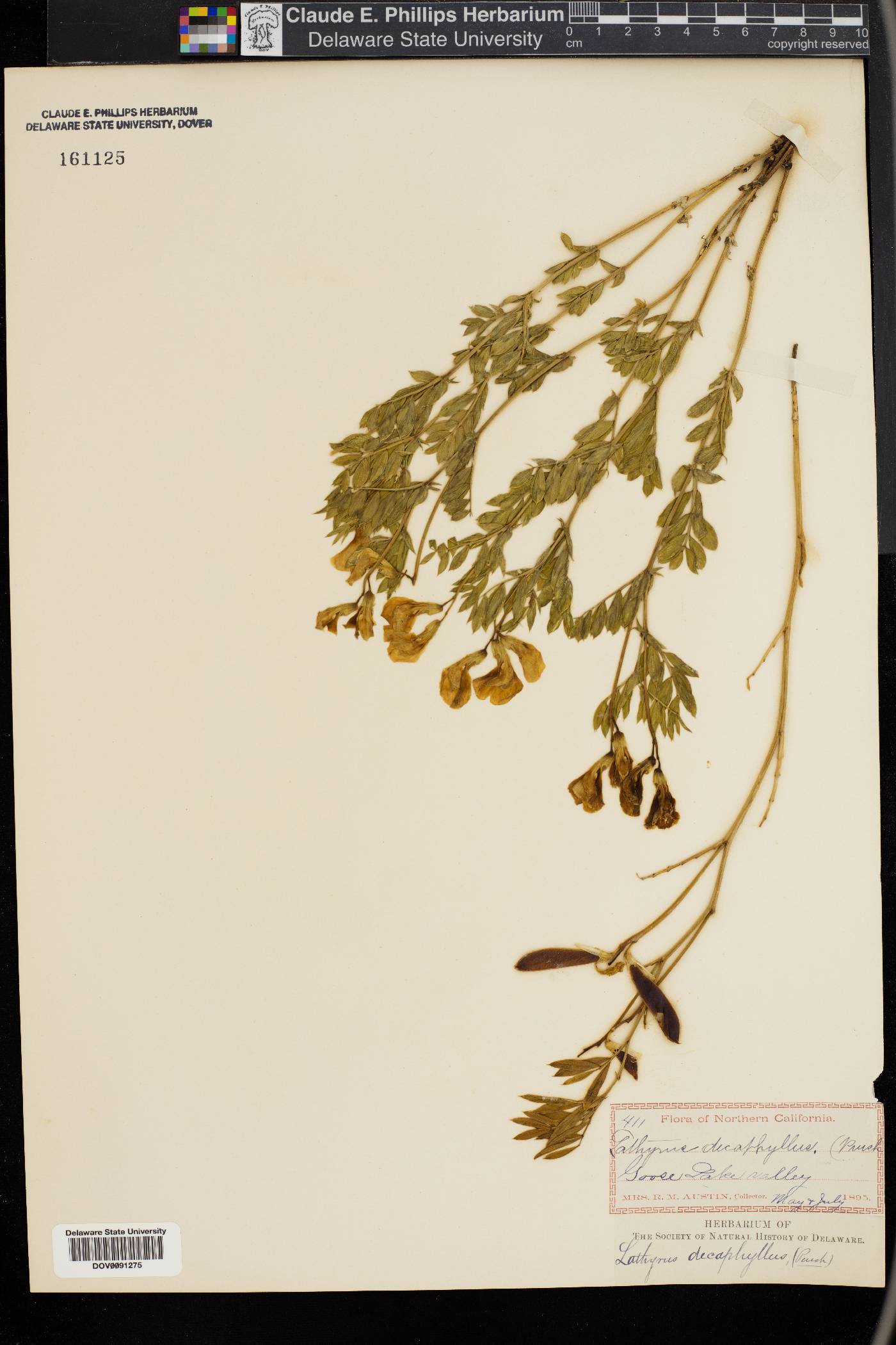 Lathyrus decaphyllus image