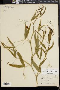 Lathyrus latifolius image