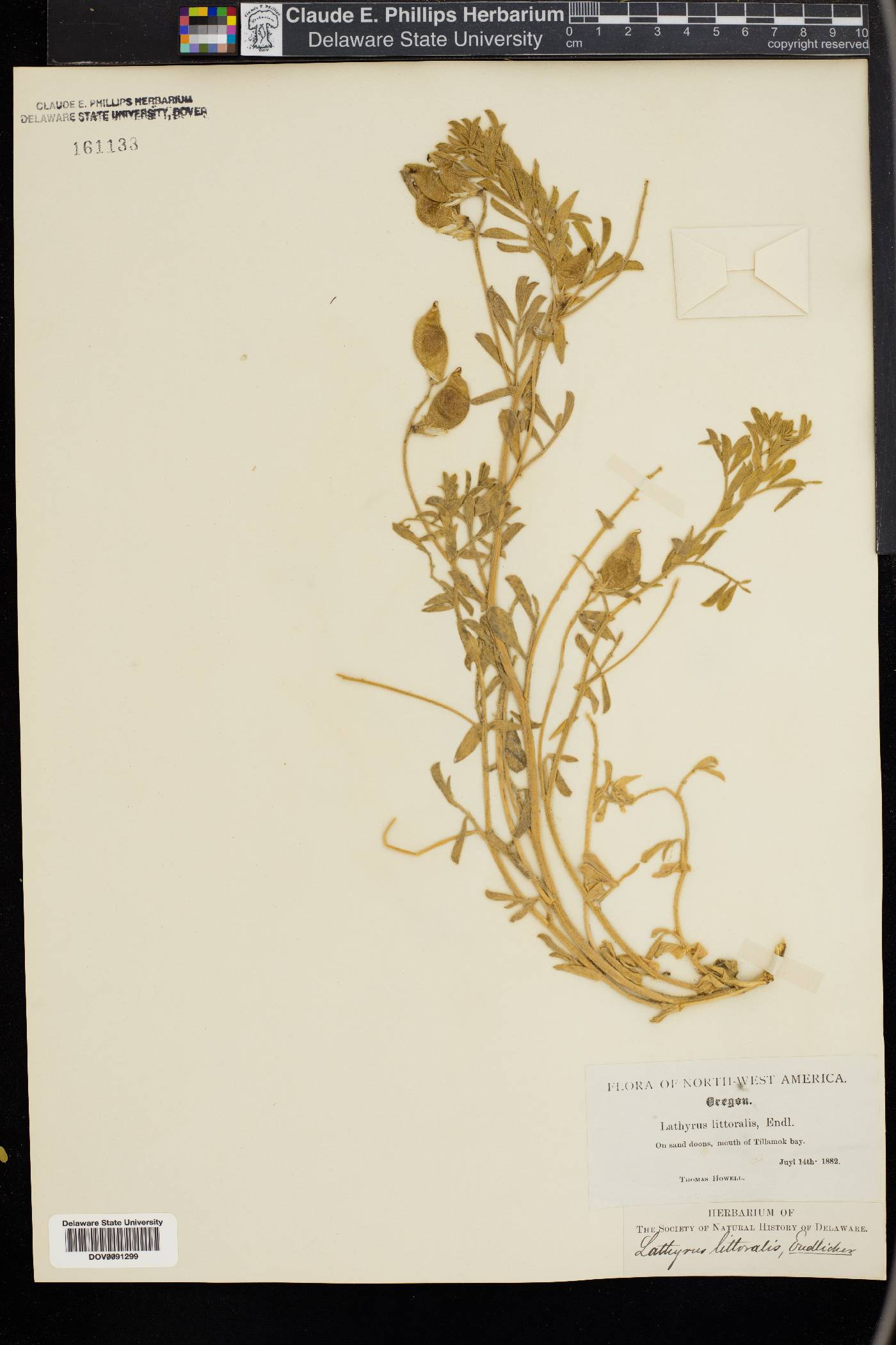 Lathyrus littoralis image