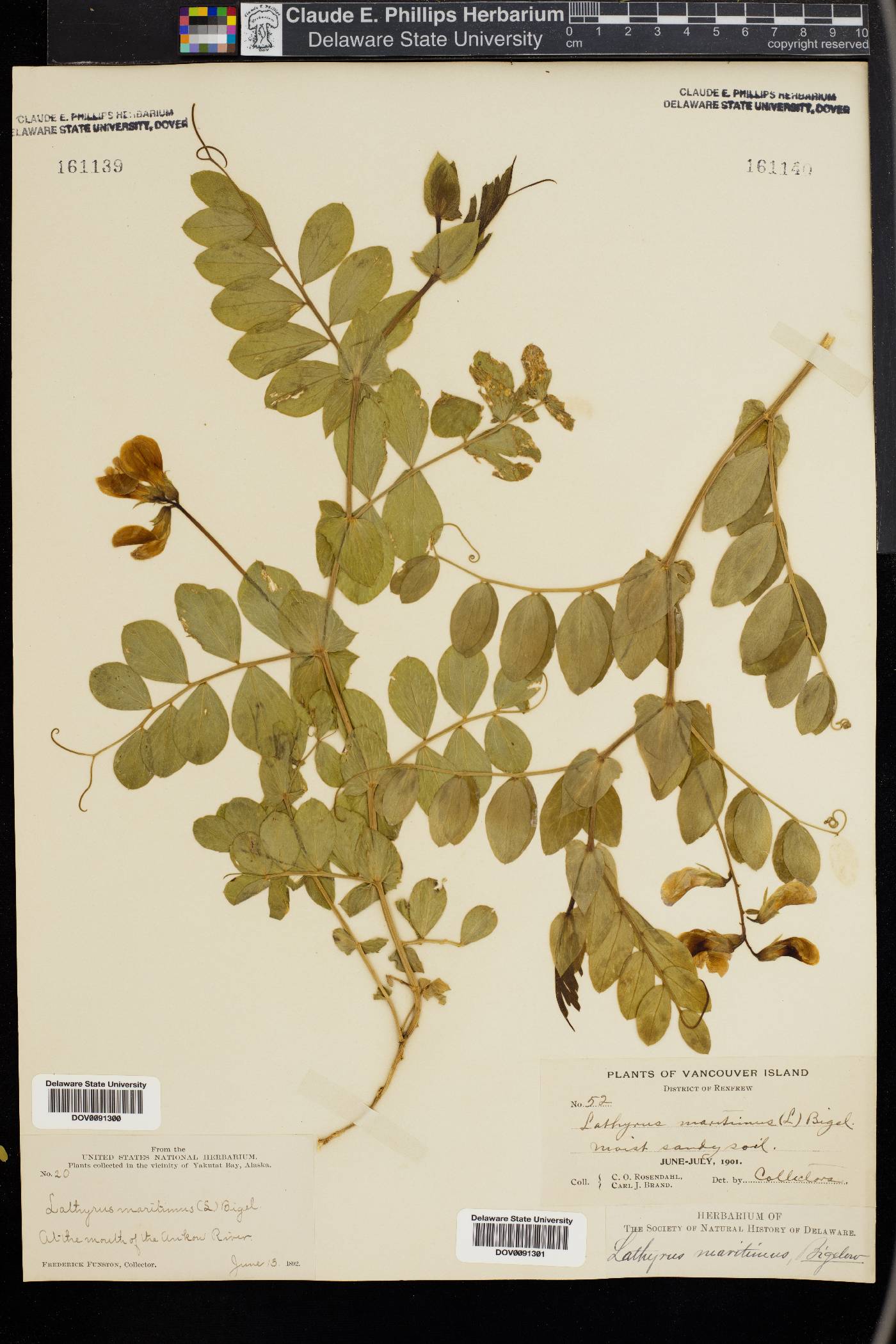 Lathyrus maritimus image