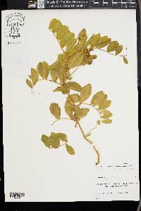 Lathyrus maritimus image