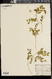 Lathyrus nevadensis image