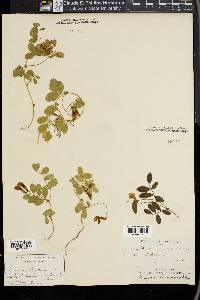 Lathyrus nevadensis image