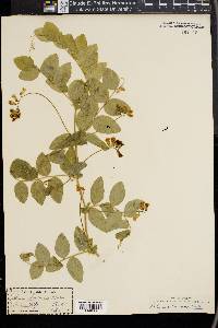 Lathyrus ochroleucus image