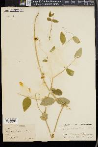 Lathyrus ochroleucus image