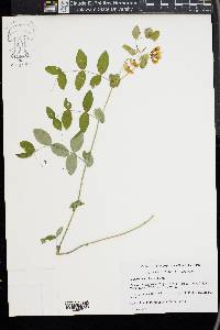 Lathyrus ochroleucus image