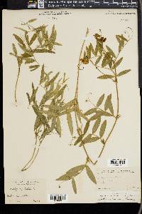 Lathyrus palustris image