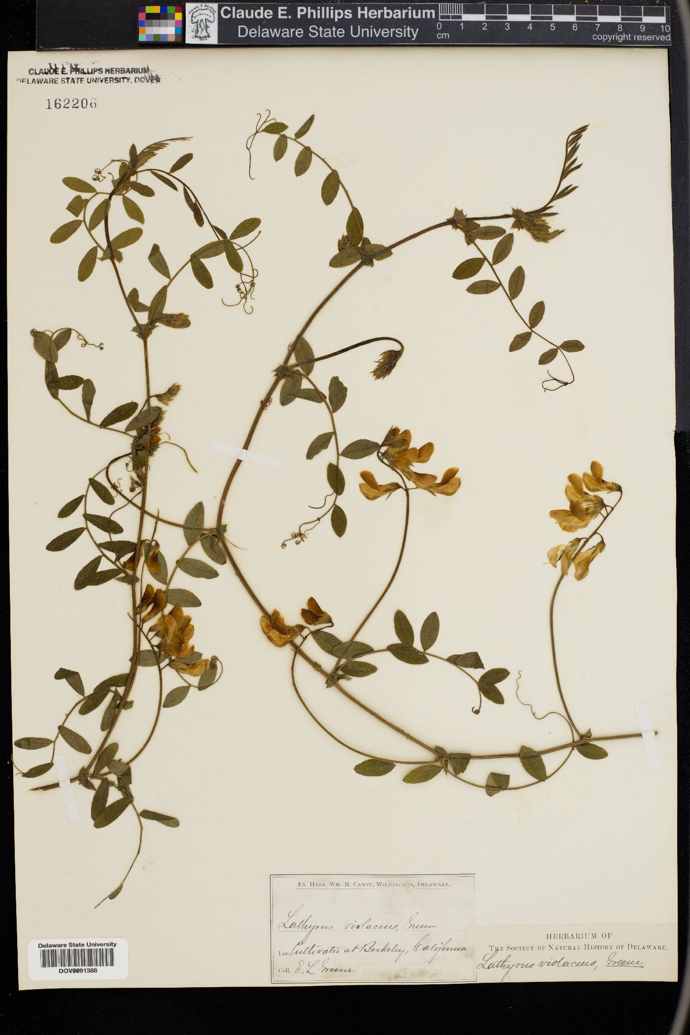 Lathyrus violaceus image