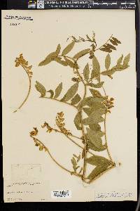 Lathyrus watsonii image