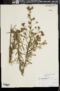 Lespedeza angustifolia image