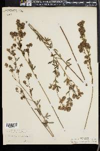 Lespedeza angustifolia image