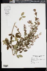 Lespedeza bicolor image