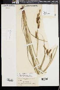 Carex glaucescens image