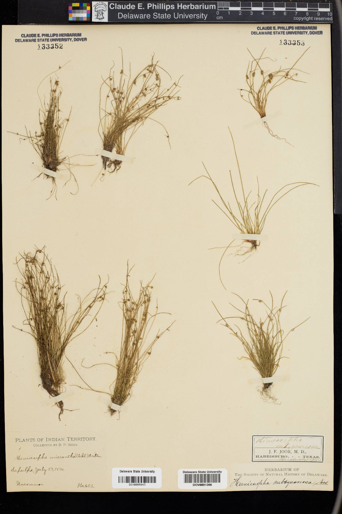 Hemicarpha image