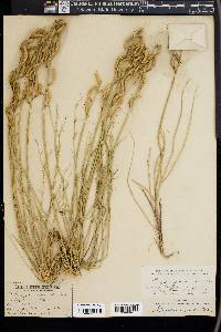 Astragalus conjunctus image