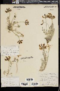 Astragalus missouriensis image