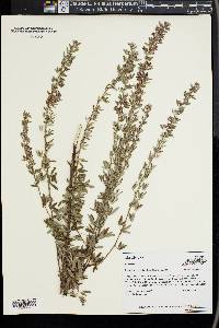 Lespedeza cuneata image