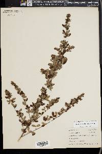 Lespedeza frutescens image