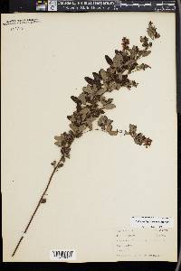 Lespedeza frutescens image