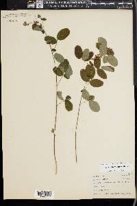 Lespedeza frutescens image