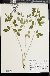 Lespedeza intermedia image