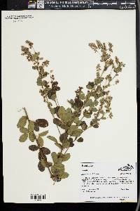 Lespedeza hirta image